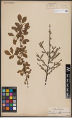 Foto von Salix aurita L.